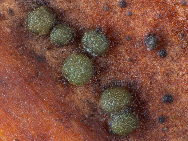 Trochila laurocerasi Trochila laurocerasi